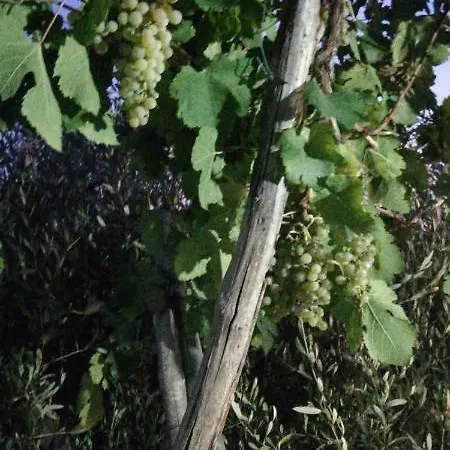 Pietramiliare Daire Trecase